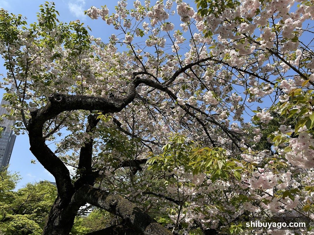 Cherry Blossoms in Full Bloom