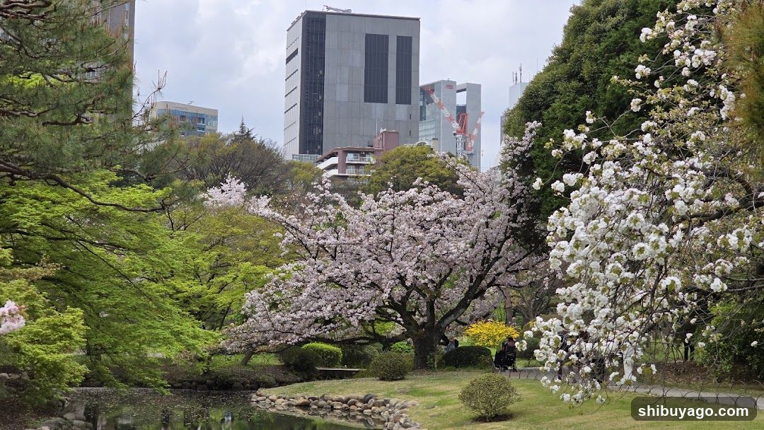 Cherry Blossoms in Urban Park