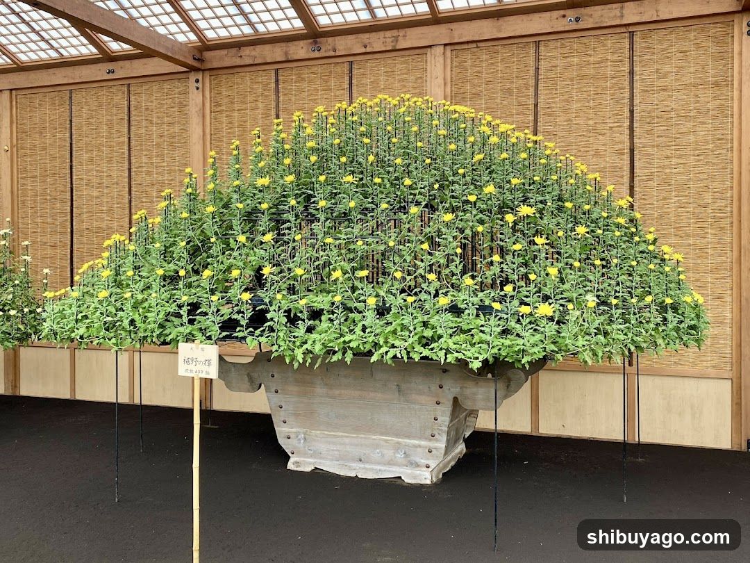 Chrysanthemum Display