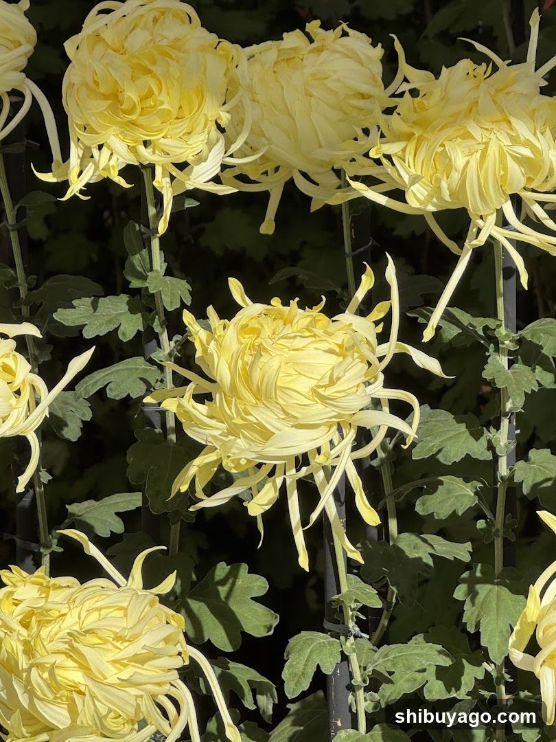 Yellow Chrysanthemums in Bloom