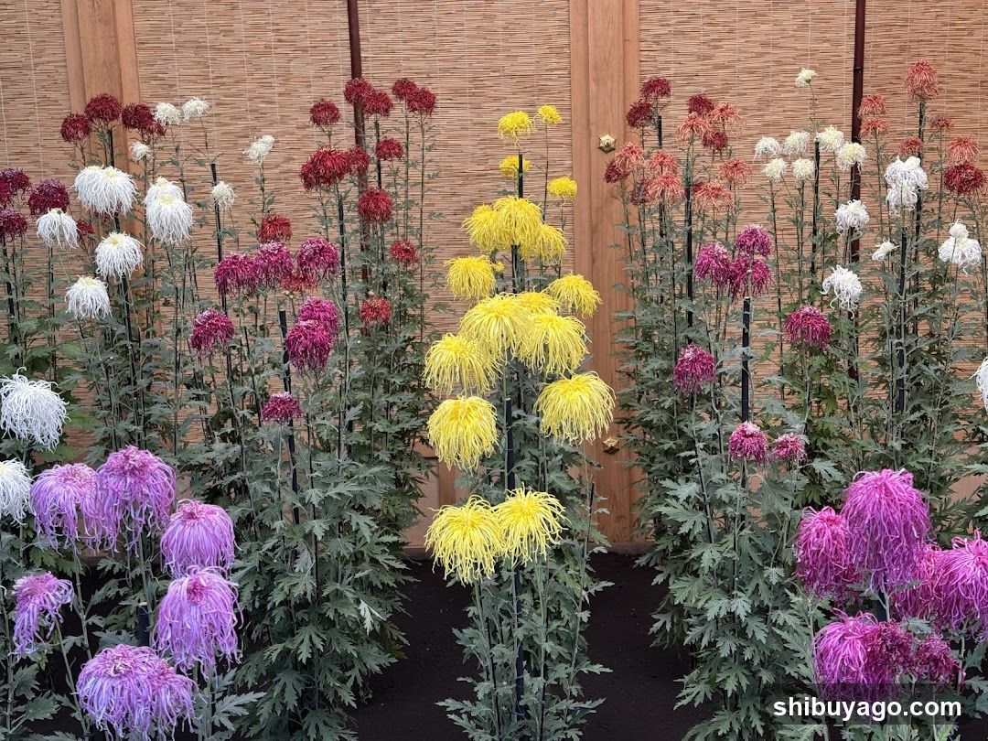 Chrysanthemum Garden Display