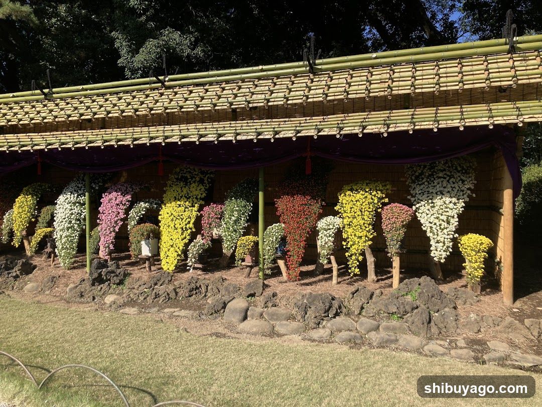 Chrysanthemum Display