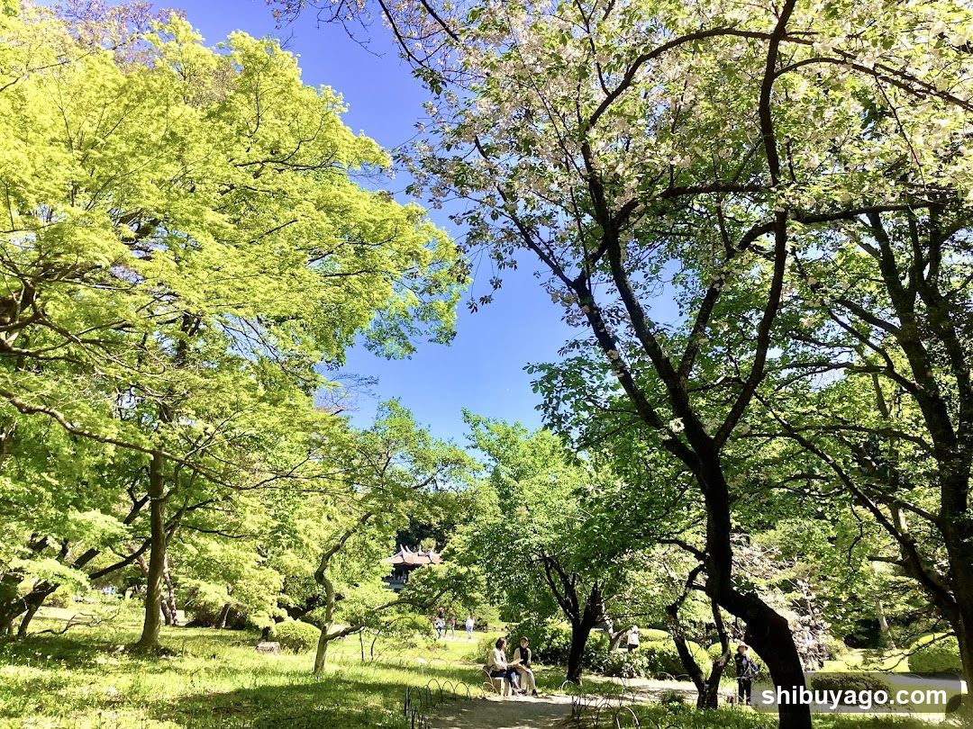 Sunny Park Scene with People Relaxing