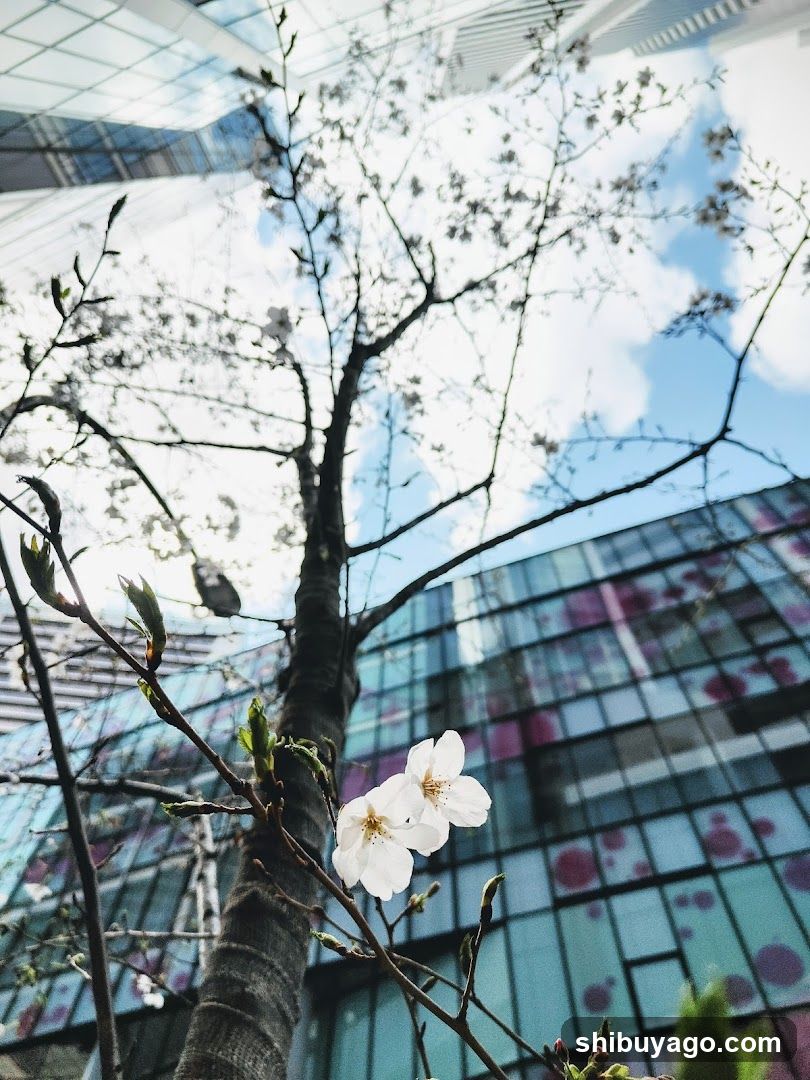 Cherry Blossoms and Modern Architecture