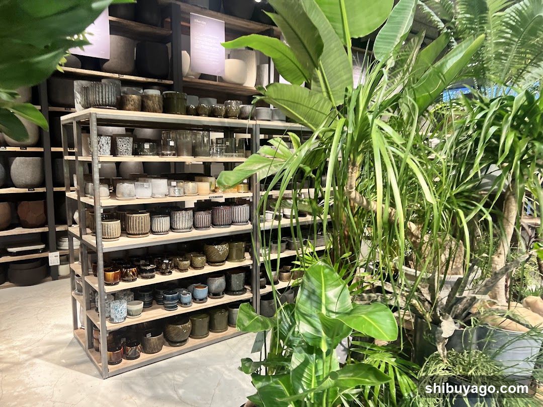 Interior of a home goods store with plants and ceramics