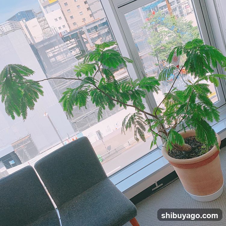 Indoor Plant by Window