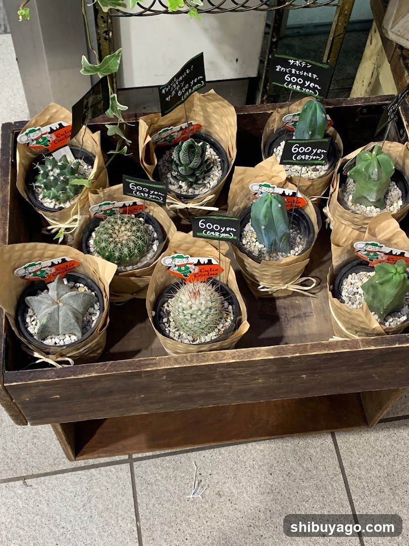 Cactus Display