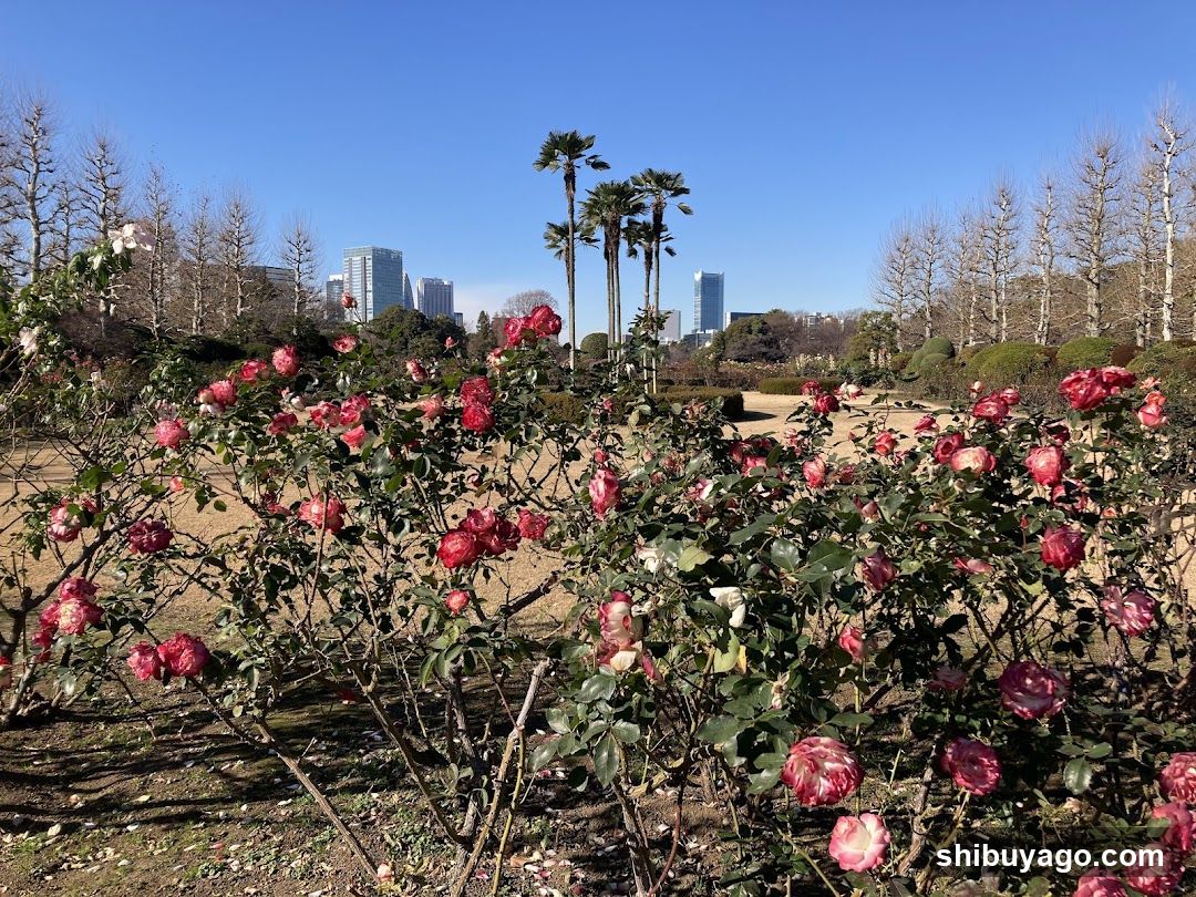 Roses in a Park with City Skyline