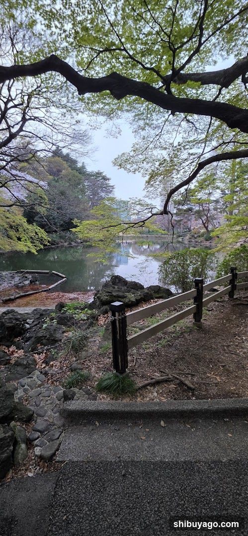 渋谷川源流