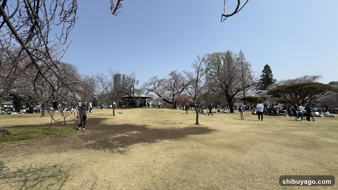 Park Scene with Cherry Blossoms