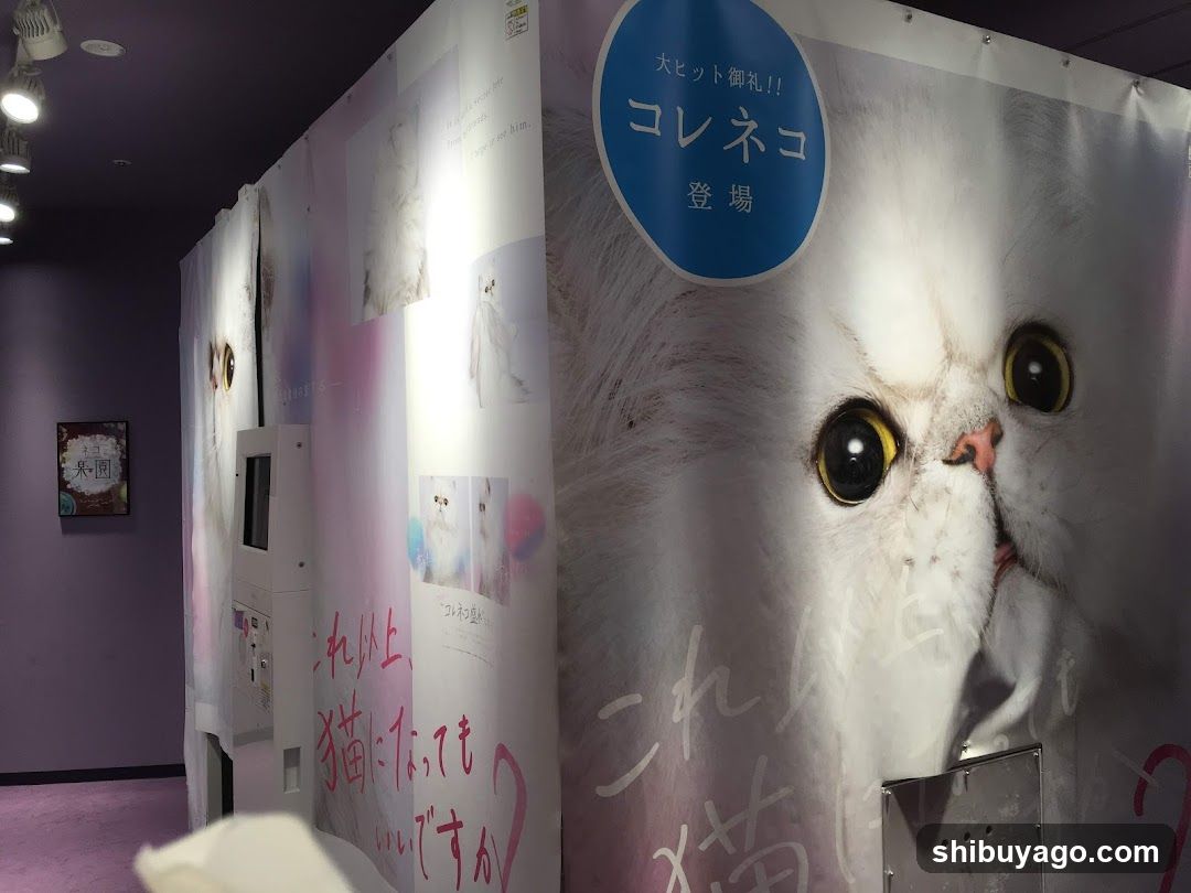 Cat-themed display or event setup