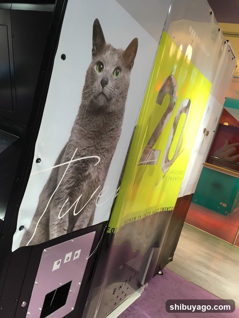 Cat Poster Display
