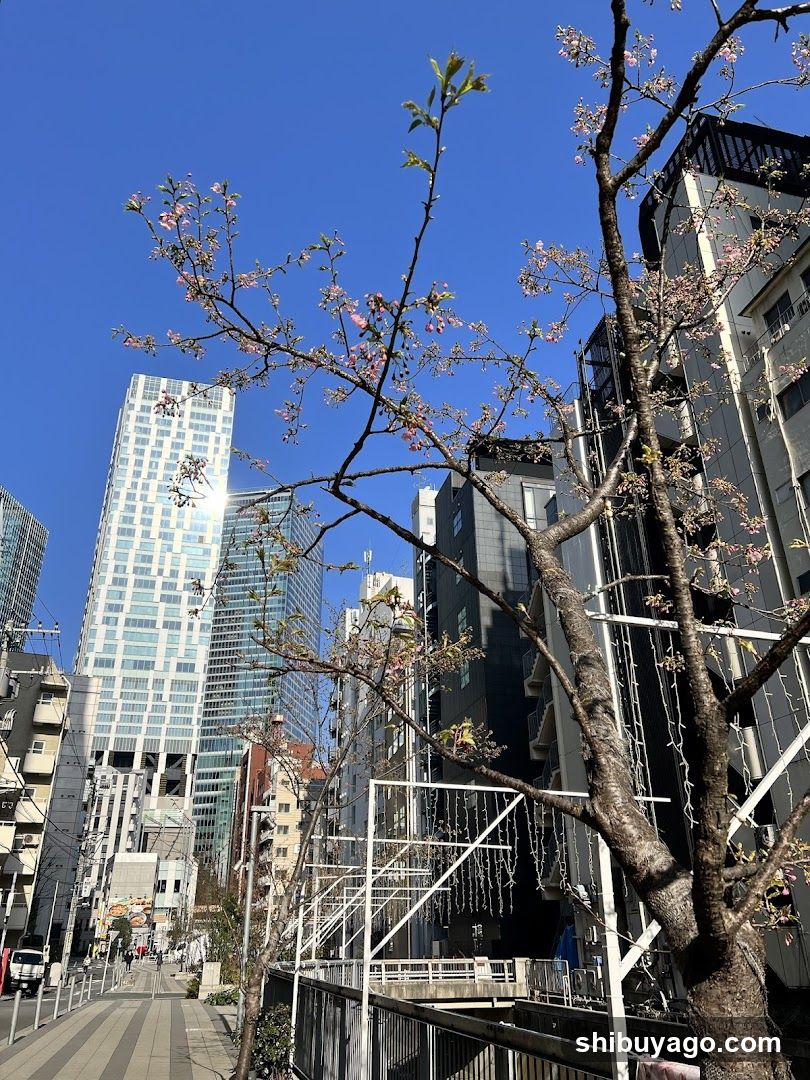 Urban Spring Scene with Cherry Blossoms
