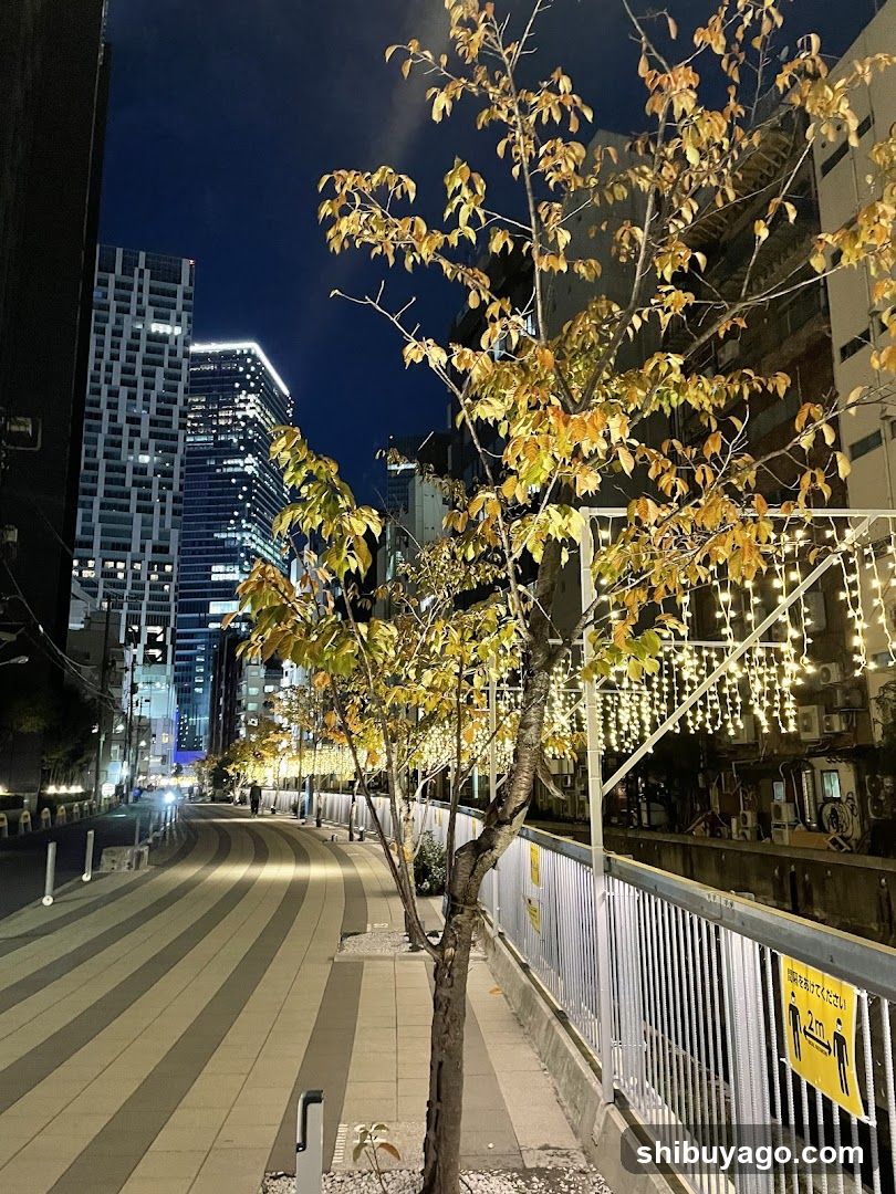 Night Street Scene with Illuminated Trees