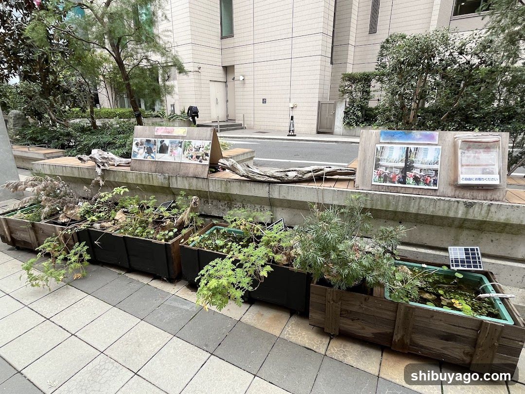Bonsai Display with Information Boards
