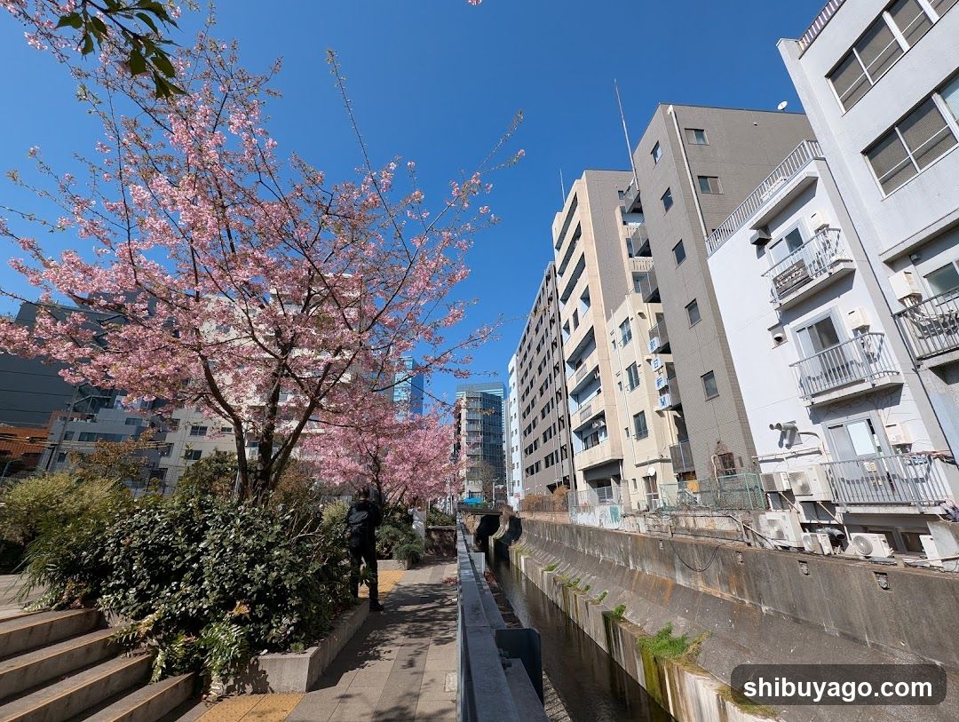 Cherry Blossoms in Urban Setting