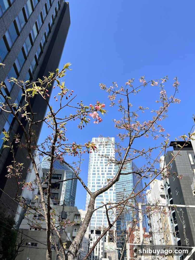 Cherry blossoms against city skyline