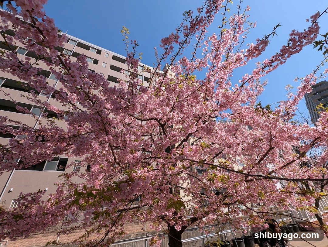 Cherry Blossoms in Bloom