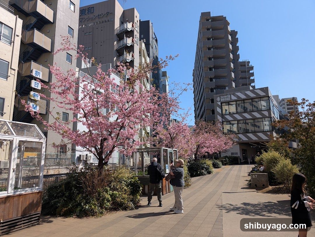 Sakura Blossoms in Urban Setting