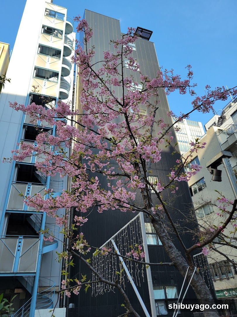 Cherry blossoms in urban setting