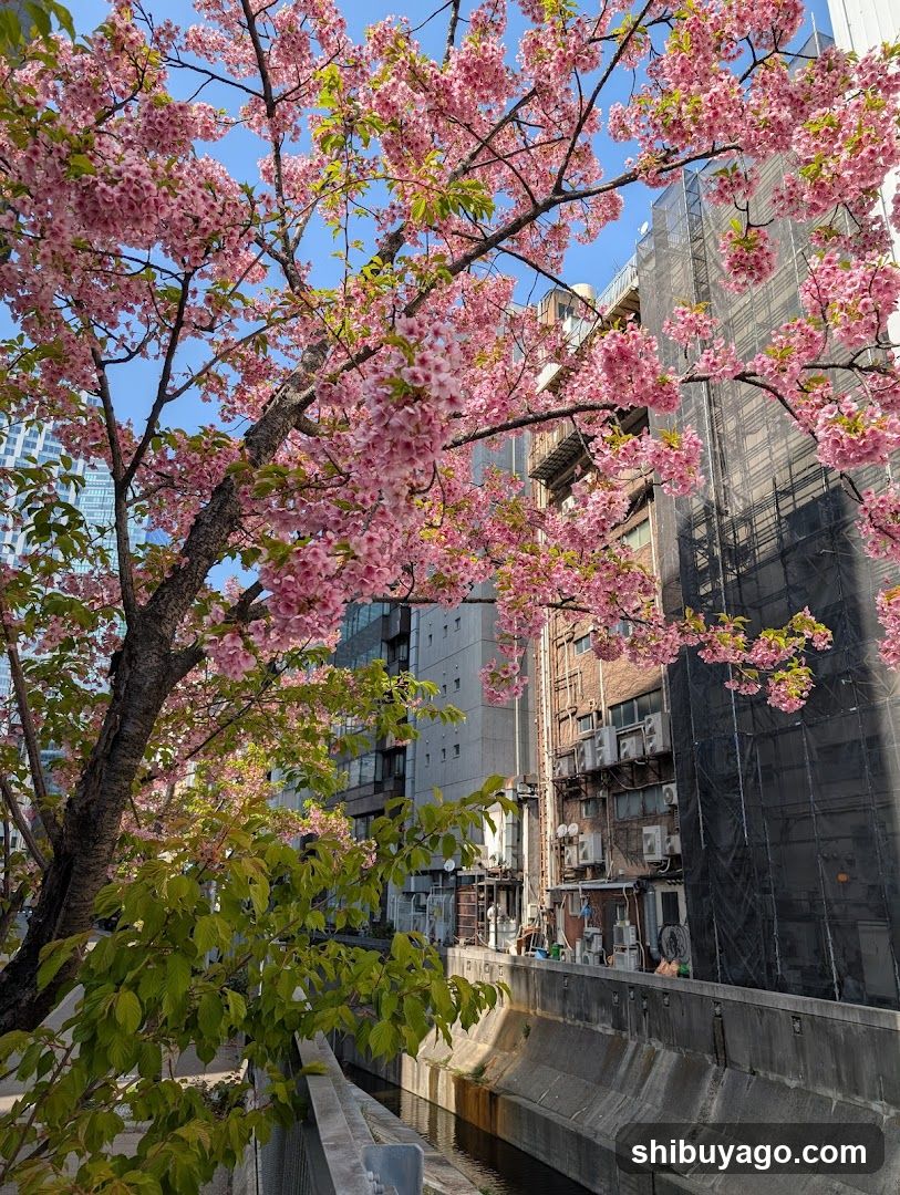 Cherry Blossoms Over Urban Canal