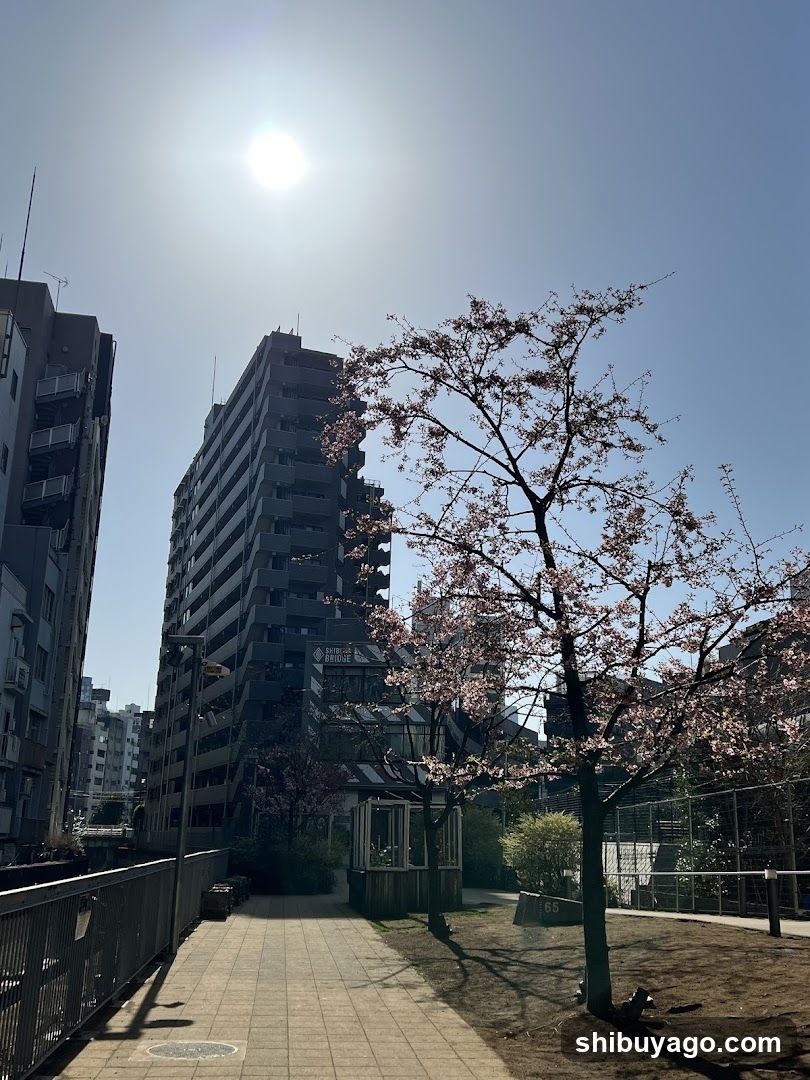 Urban Park with Cherry Blossoms
