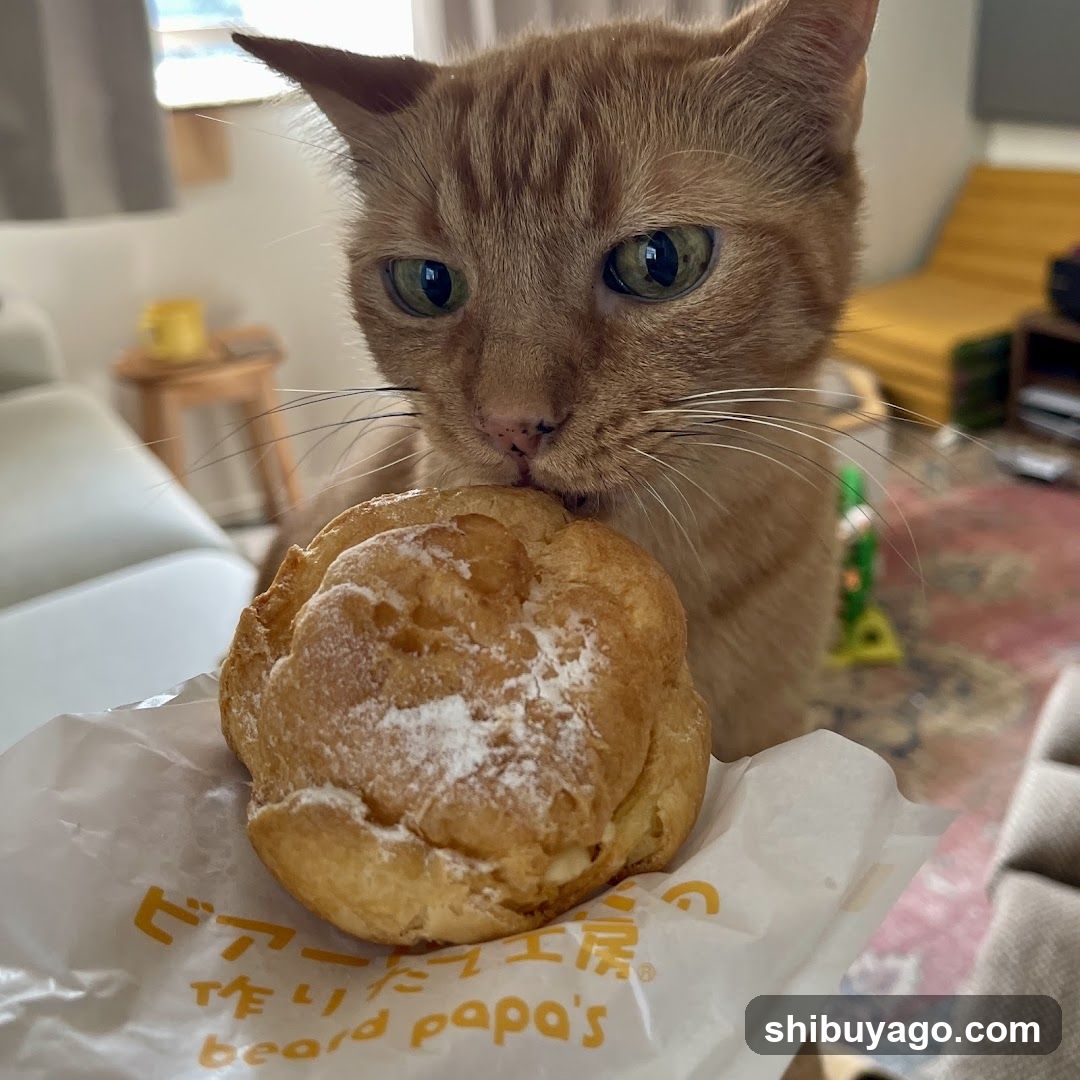 Cat with Pastry