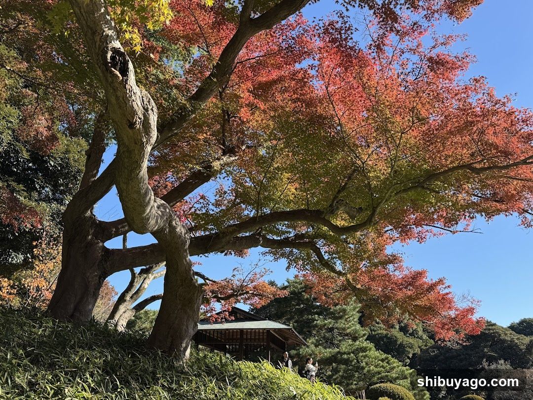 Autumn Tree with Red Leaves