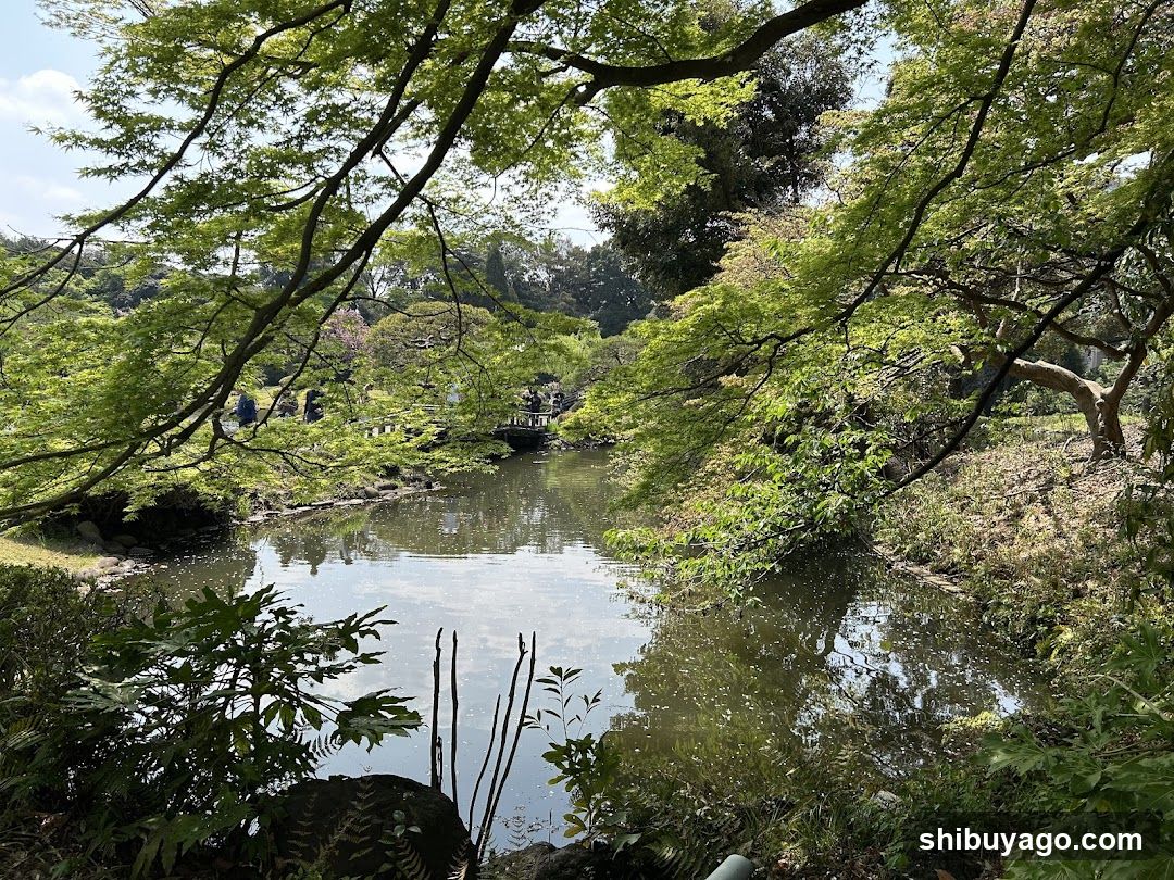 Peaceful Garden Scene with Stream