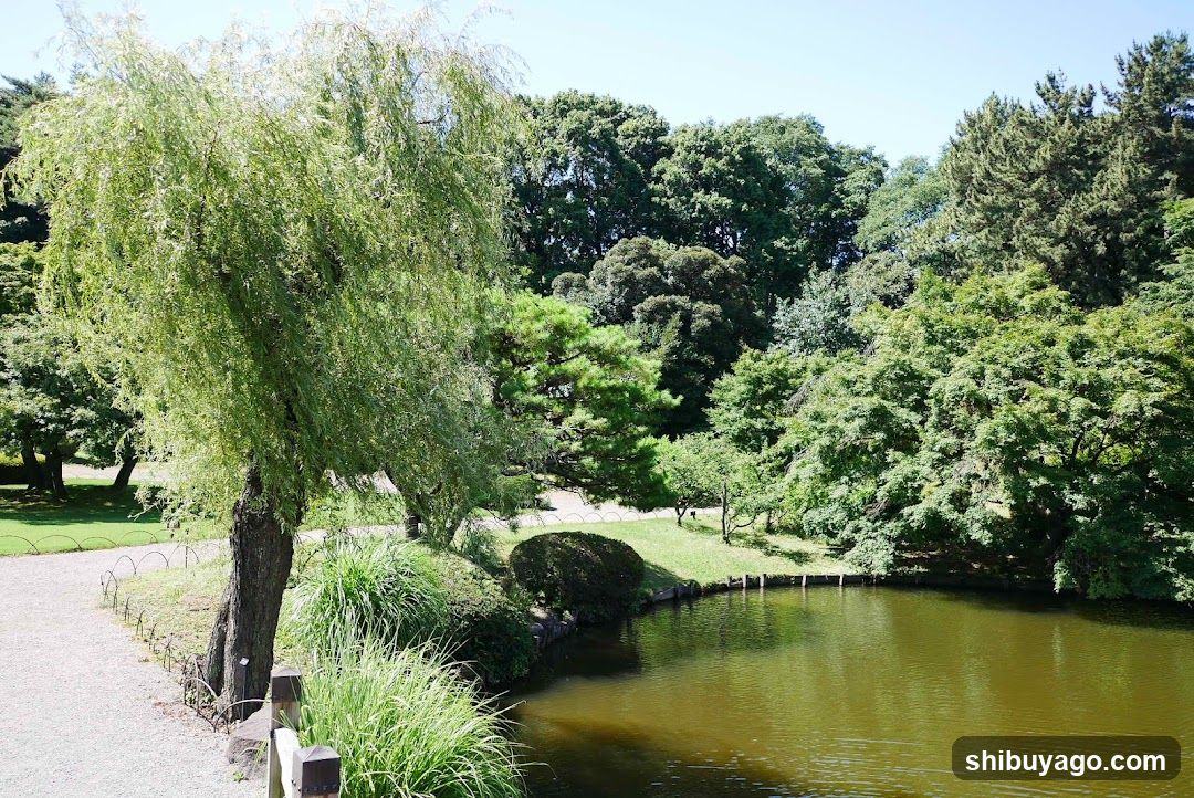 Willow Tree by Pond