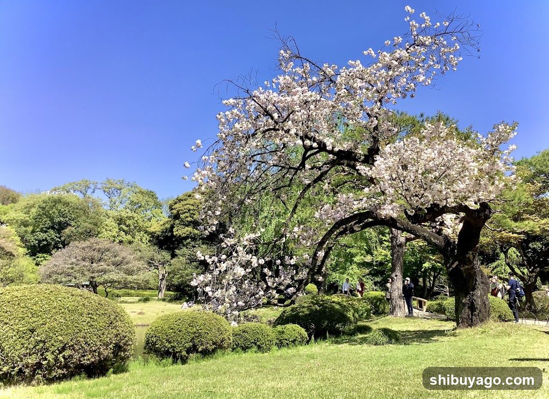 Cherry Blossom Tree in a Garden