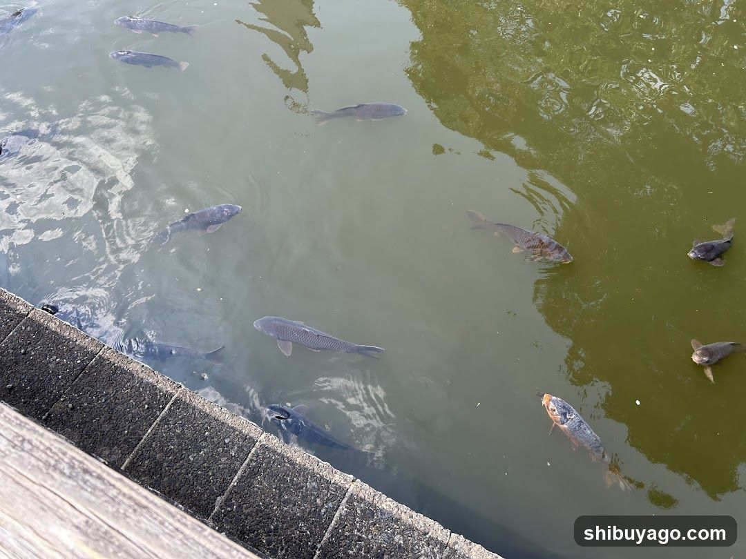 Fish in Pond
