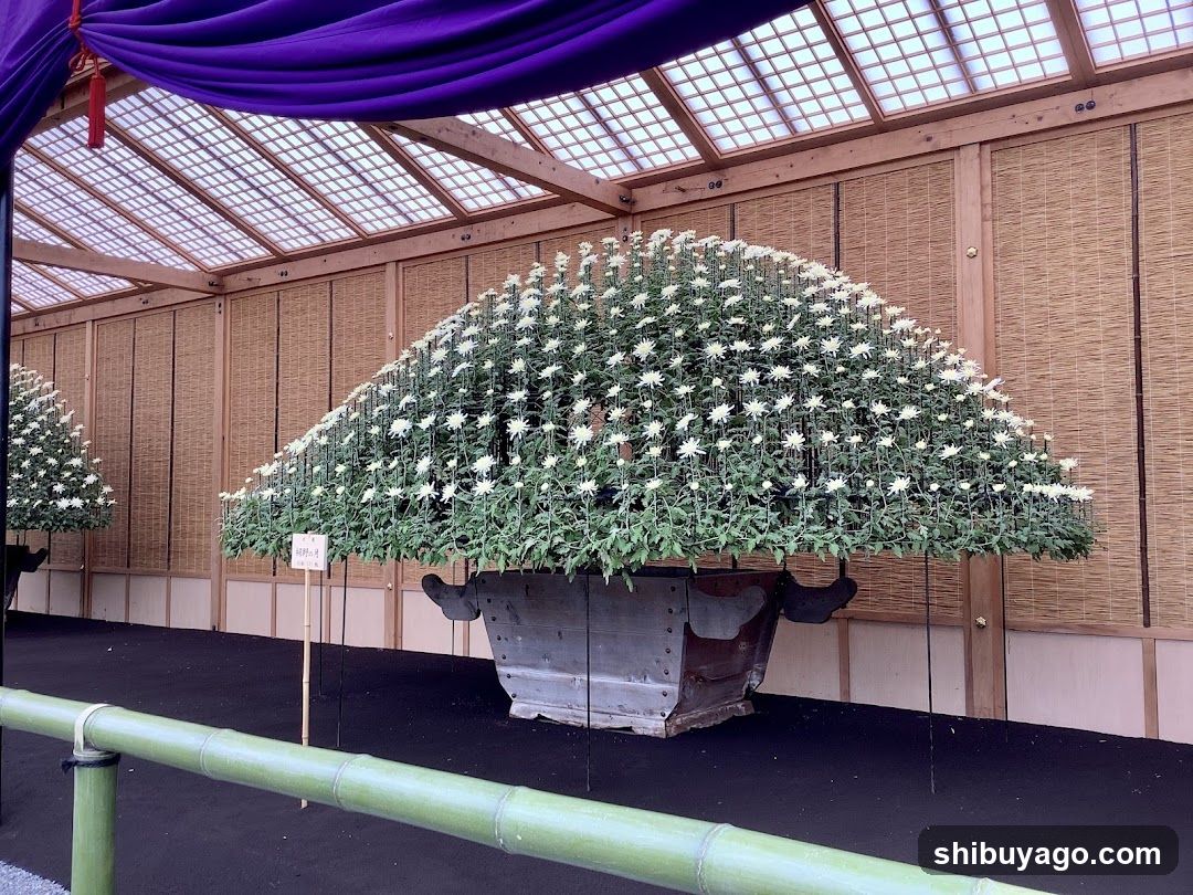 Chrysanthemum Display