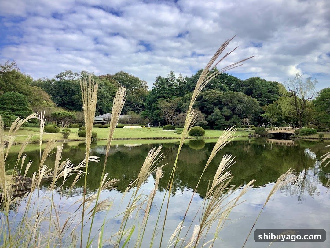 Pond with tall grasses in foreground