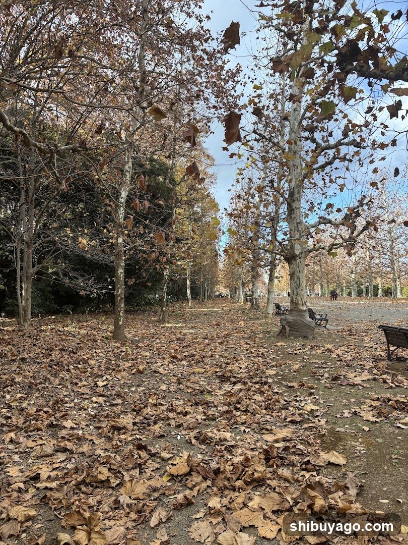 Autumn Park Scene