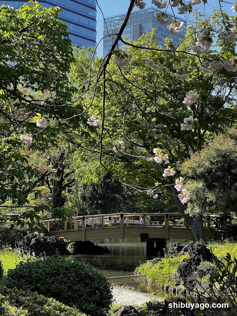Cherry Blossoms and Modern Cityscape