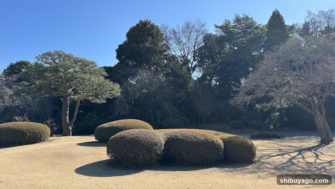 Garden Scene with Pruned Bushes