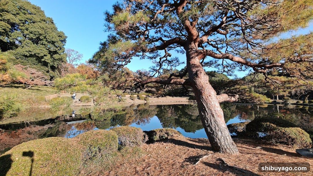 Pine Tree by Pond
