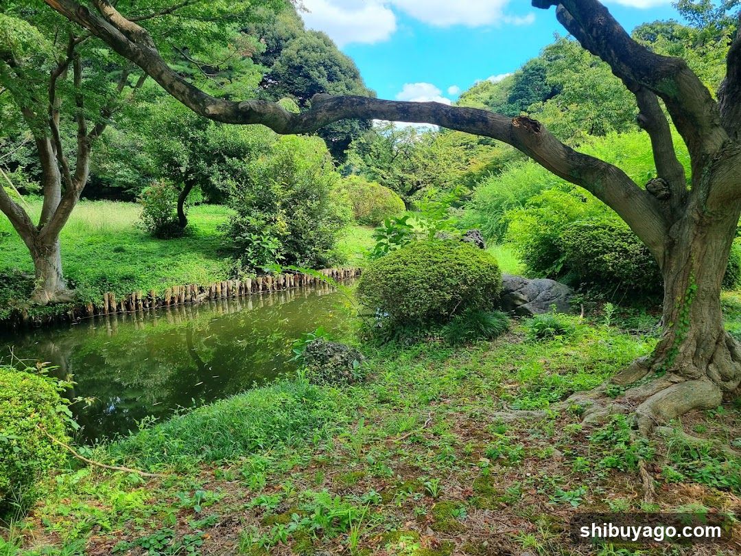 Peaceful Garden Scene