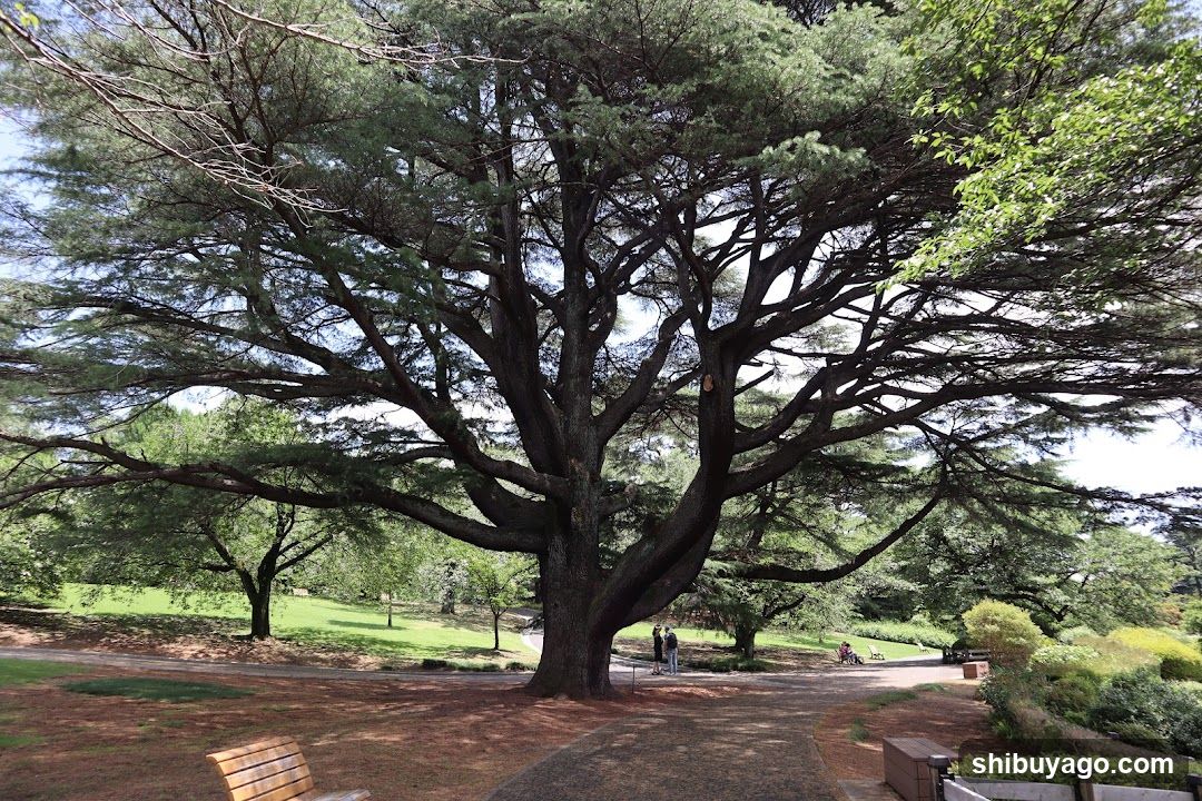 Large Tree in Park