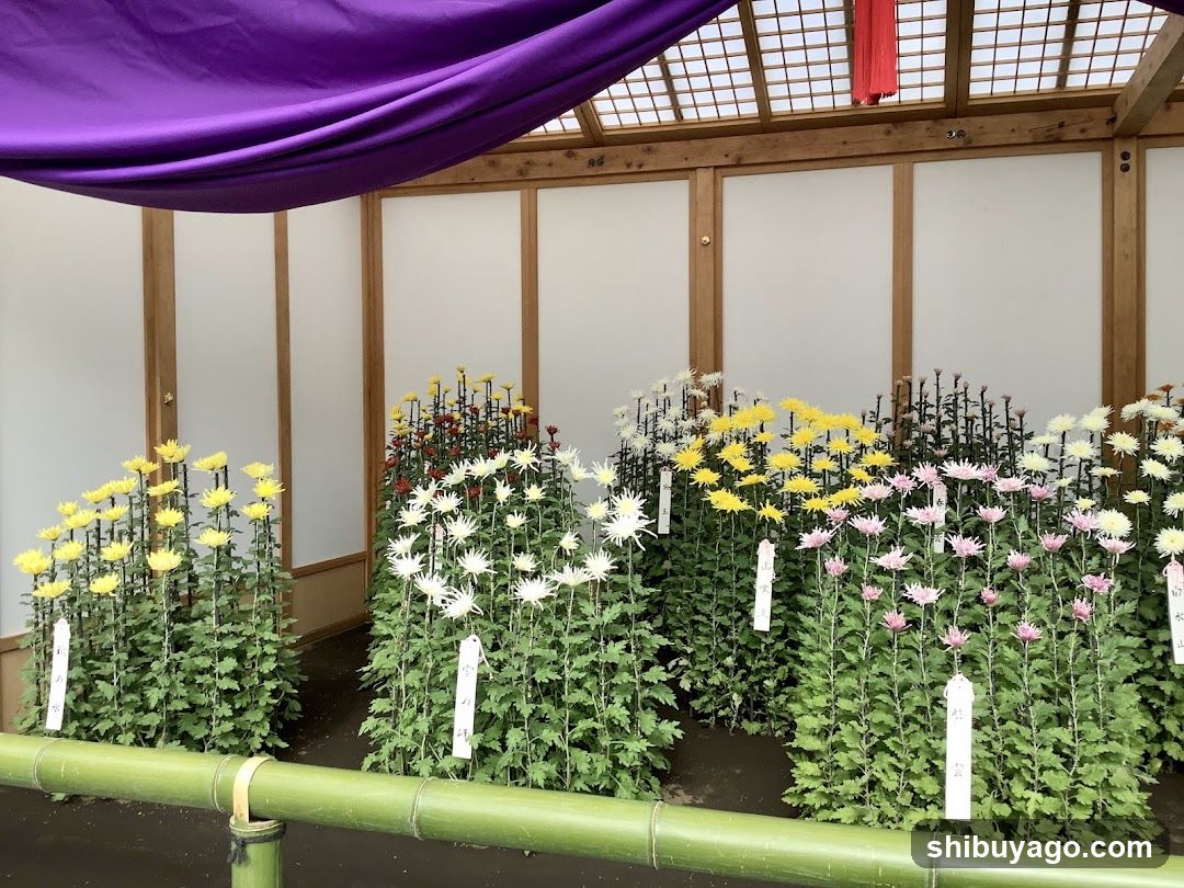 Chrysanthemum Exhibition Display