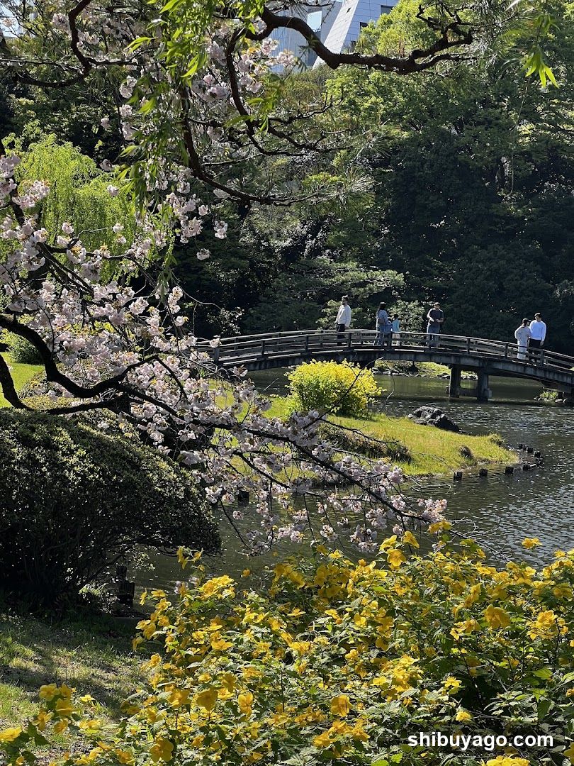 Sakura and Yellow Flowers in a Garden