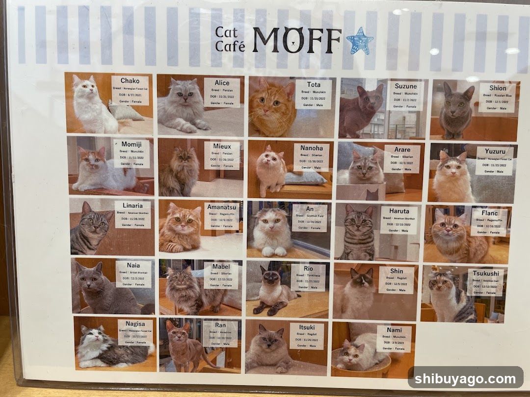 Cat Cafe MOFF