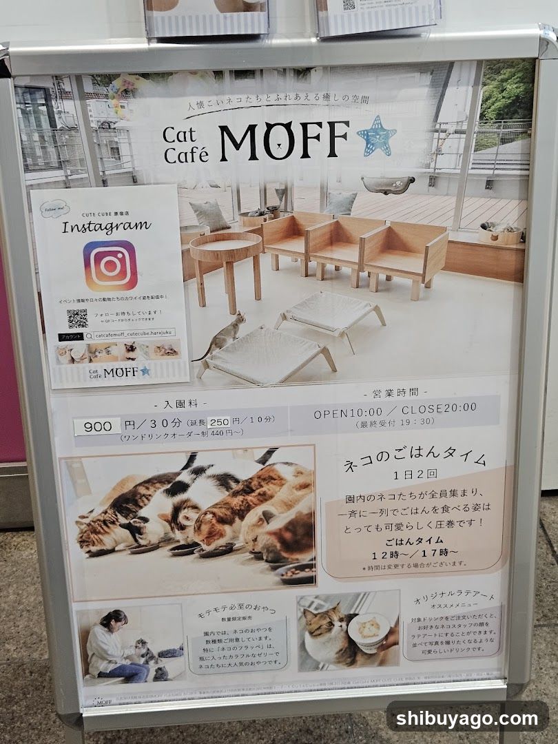 Cat Café MOFF Advertisement