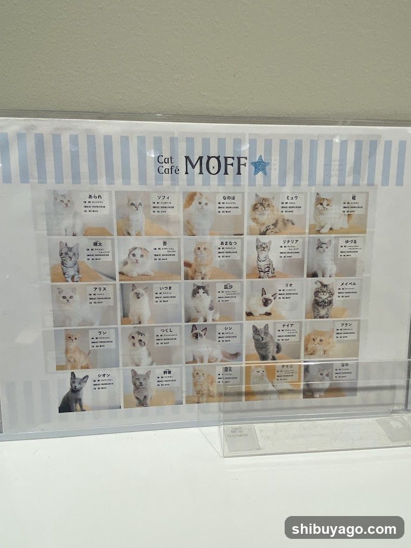 Cat Cafe MOFF Cat Catalog