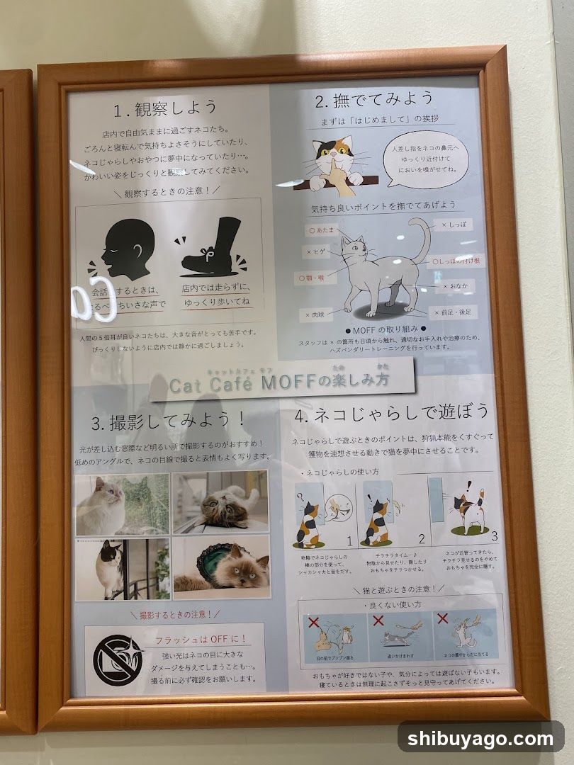 Cat Cafe MOFF Guide Poster
