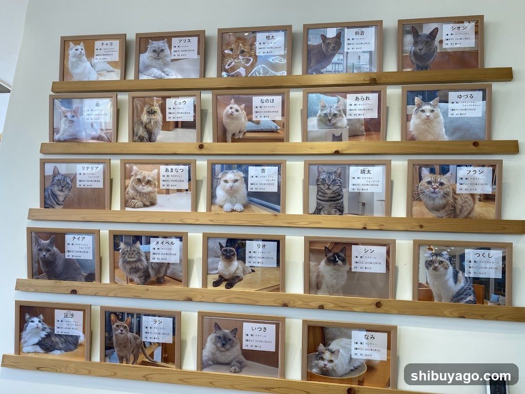 Cat Photo Wall Display