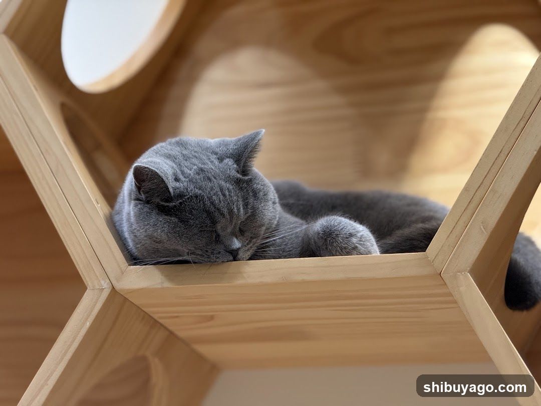 Sleeping Cat in Wooden Structure