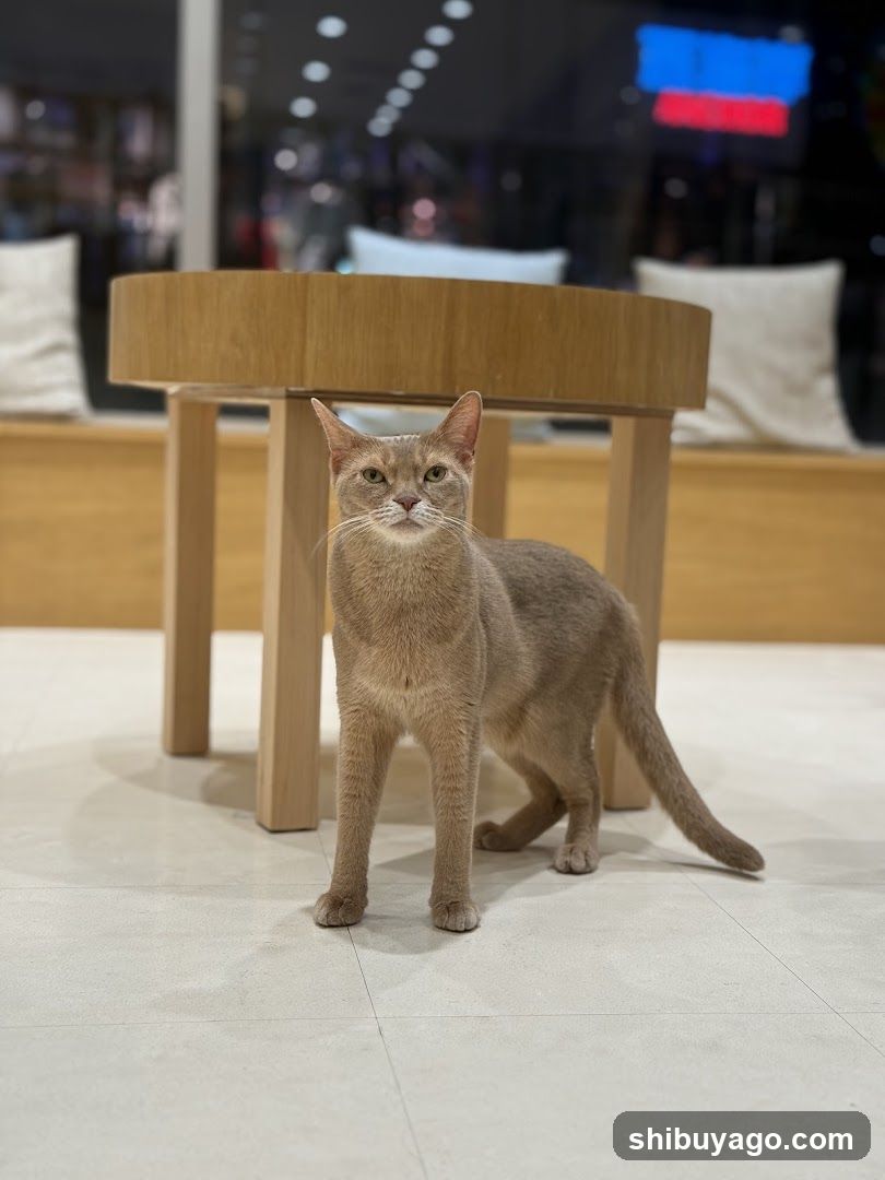 Cat Standing Under Table