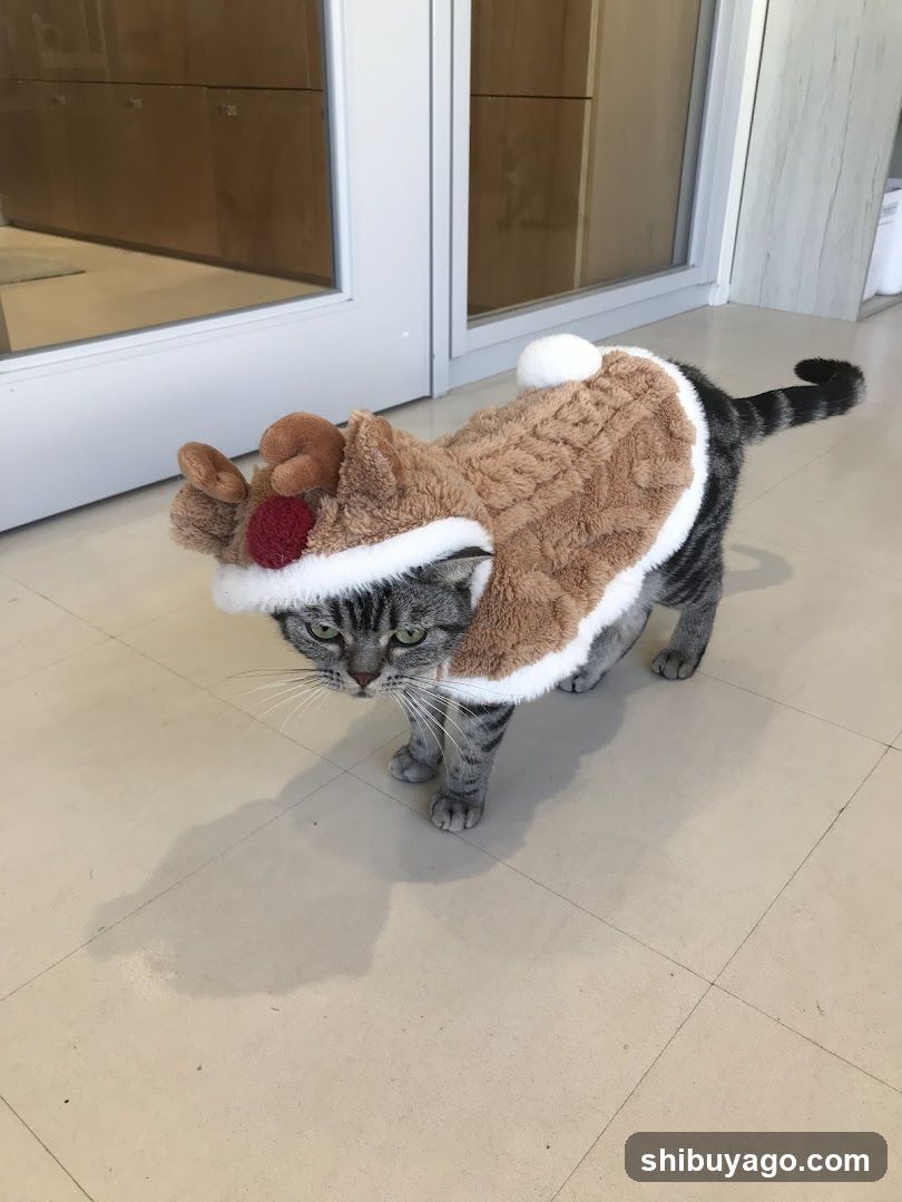 Cat in Reindeer Costume